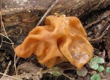 Gyromitra korfii image
