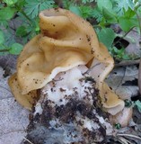 Gyromitra korfii image