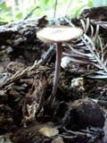 Mycena pura image