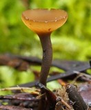 Ciboria rufofusca image
