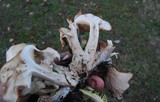 Clitocybe subconnexa image