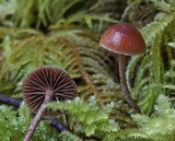 Psilocybe montana image