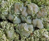Lecanora conizaeoides image