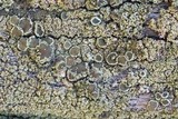 Lecanora conizaeoides image