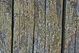 Lecanora conizaeoides image