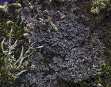 Massalongia carnosa image
