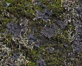 Massalongia carnosa image