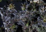 Massalongia carnosa image