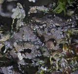 Massalongia carnosa image