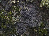Massalongia carnosa image