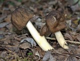 Verpa conica image