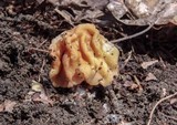 Gyromitra korfii image