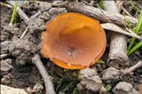 Dumontinia tuberosa image