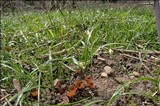 Dumontinia tuberosa image