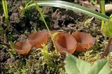 Dumontinia tuberosa image