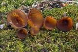 Dumontinia tuberosa image