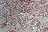 Dumontinia tuberosa image