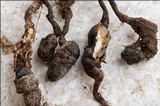 Dumontinia tuberosa image