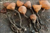 Dumontinia tuberosa image