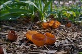 Dumontinia tuberosa image