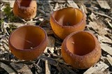 Dumontinia tuberosa image