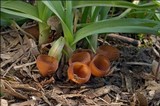 Dumontinia tuberosa image