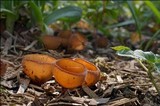 Dumontinia tuberosa image