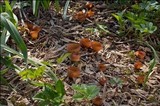 Dumontinia tuberosa image