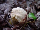 Cantharellus subpruinosus image