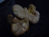 Cantharellus subpruinosus image