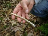 Entoloma strictius image