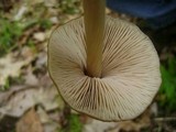 Entoloma strictius image