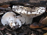 Hygrophorus subsordidus image