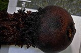 Calostoma fuscum image