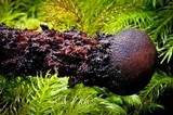 Calostoma fuscum image