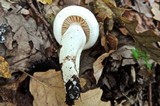 Hygrophorus penarioides image