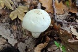 Hygrophorus penarioides image