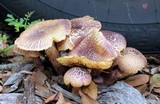 Gymnopilus luteofolius image