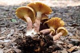 Gymnopilus luteofolius image