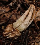 Pseudocolus fusiformis image