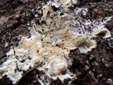 Antrodia ramentacea image