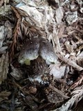 Tricholoma atrosquamosum image