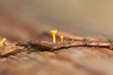 Kriegeria alutipes image