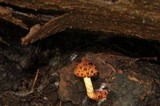 Austroboletus rarus image