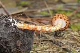 Austroboletus rarus image