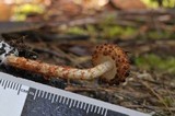 Austroboletus rarus image