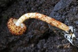 Austroboletus rarus image