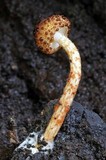 Austroboletus rarus image