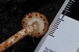 Austroboletus rarus image