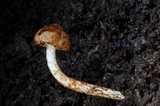 Austroboletus rarus image